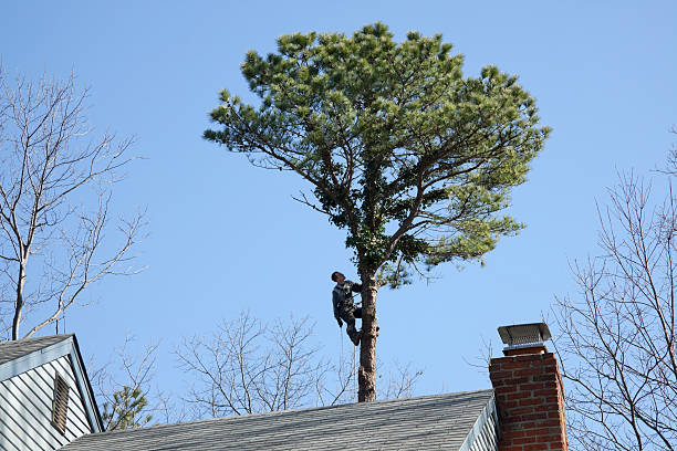 How Our Tree Care Process Works  in  Bedford, TX